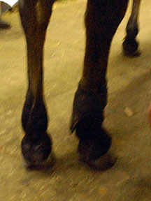 galloping boots